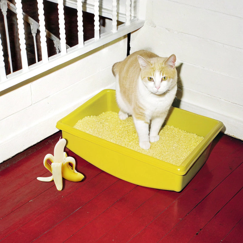 Pet Friendly Candles-banana